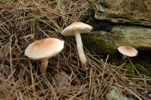 Lepiota sp.